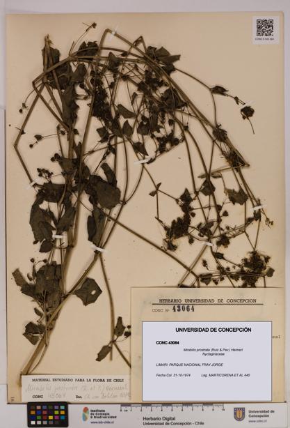 Mirabilis prostrata [Espécimen: UDEC:CONC:0043064]