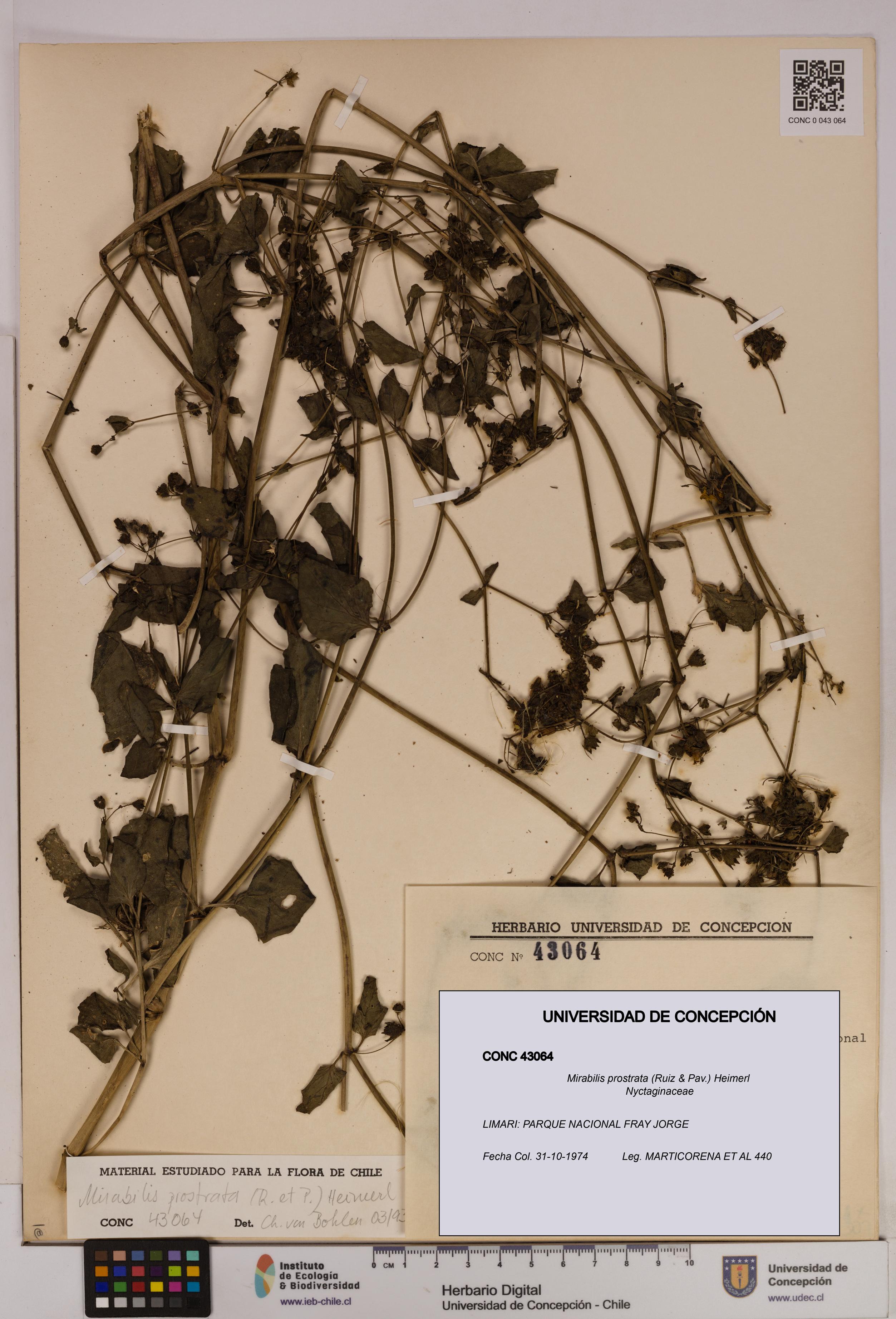 Mirabilis prostrata [Espécimen: UDEC:CONC:0043064]