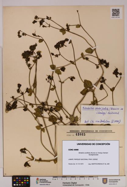 Mirabilis cordifolia [Espécimen: UDEC:CONC:0043065]
