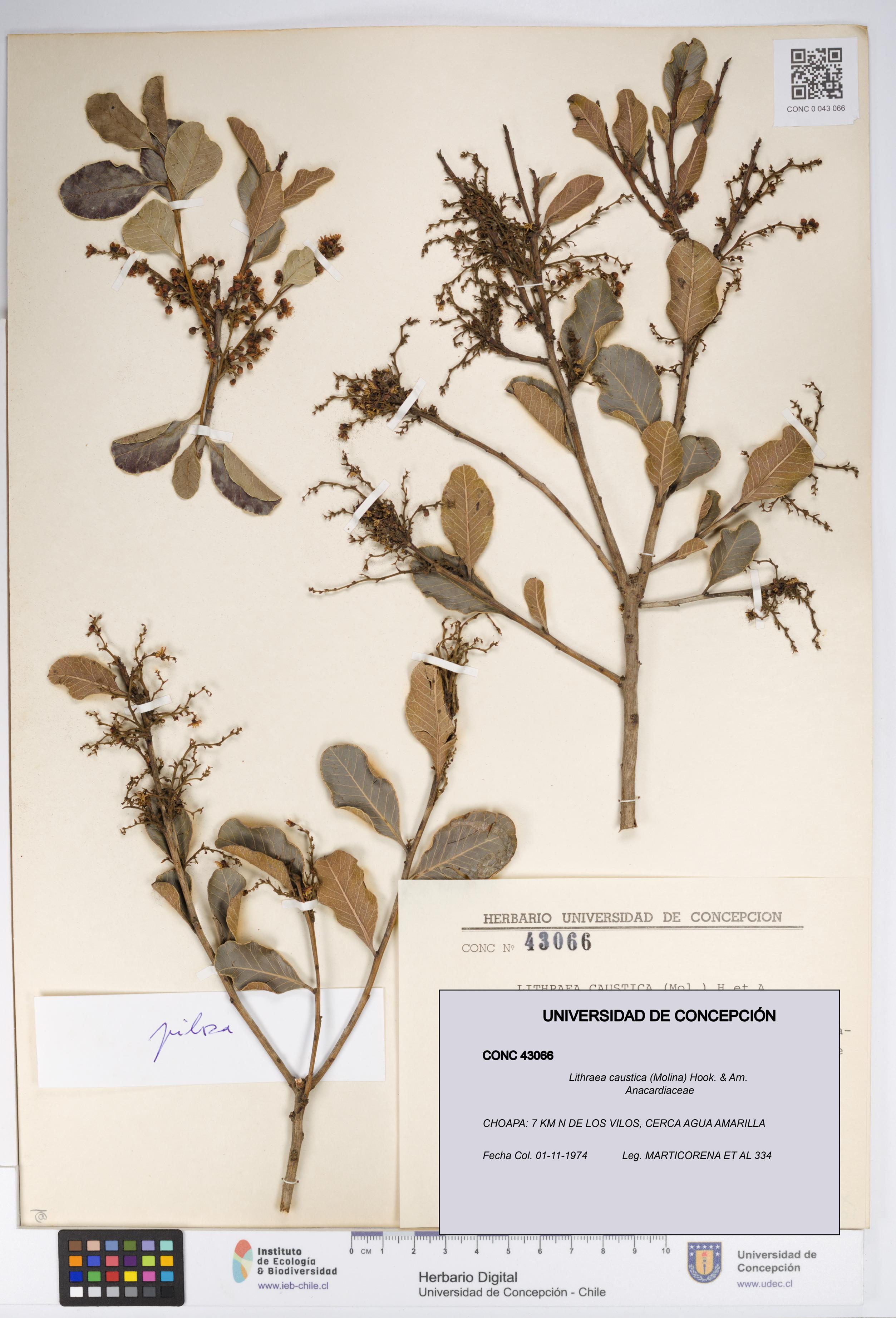 Lithraea caustica [Espécimen: UDEC:CONC:0043066]