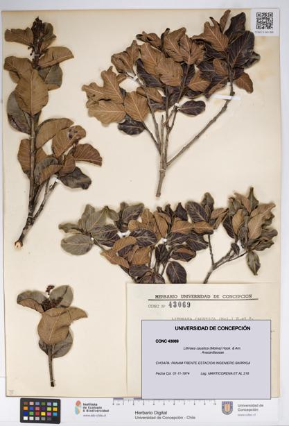 Lithraea caustica [Espécimen: UDEC:CONC:0043069]