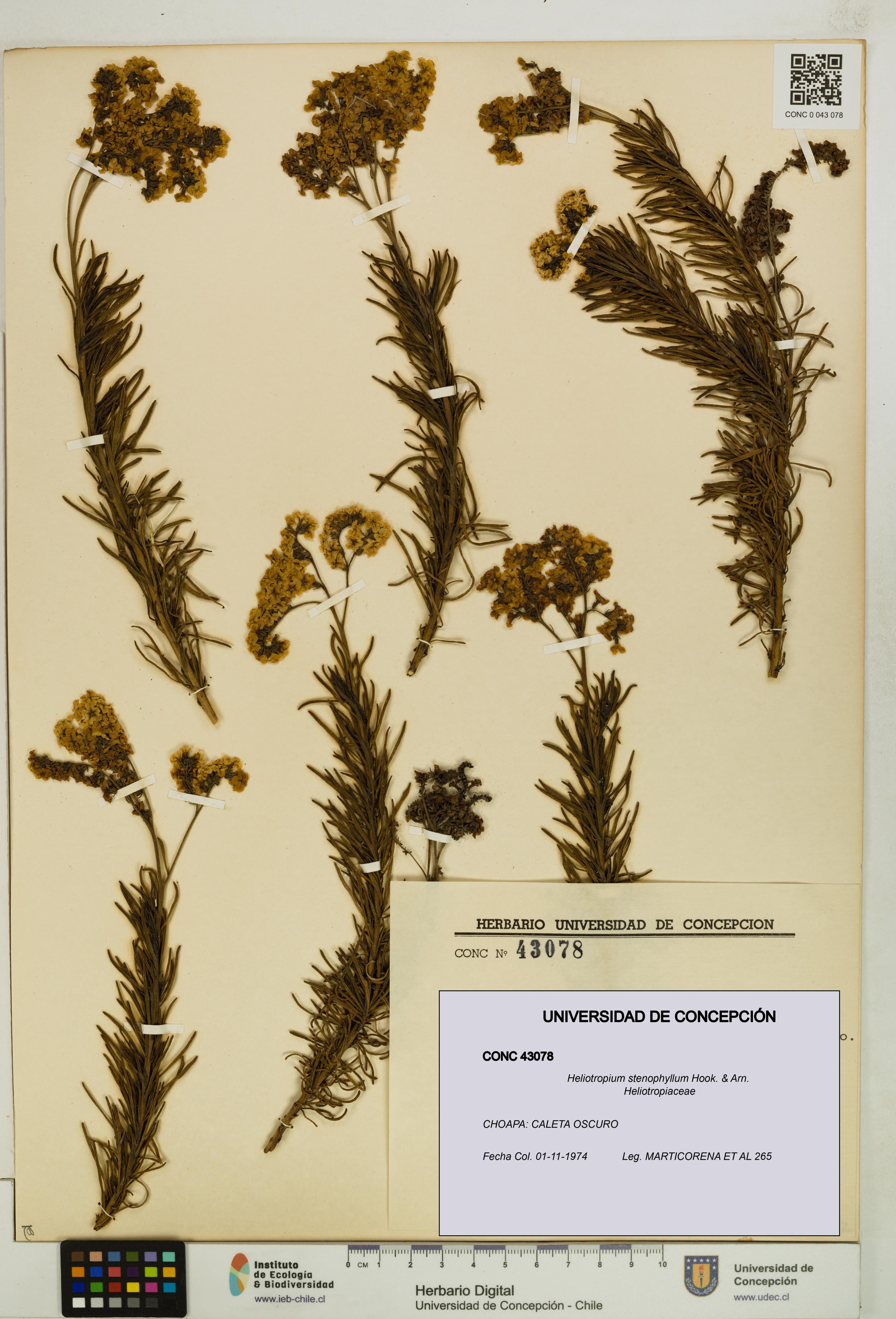 Heliotropium stenophyllum [Espécimen: UDEC:CONC:0043078]