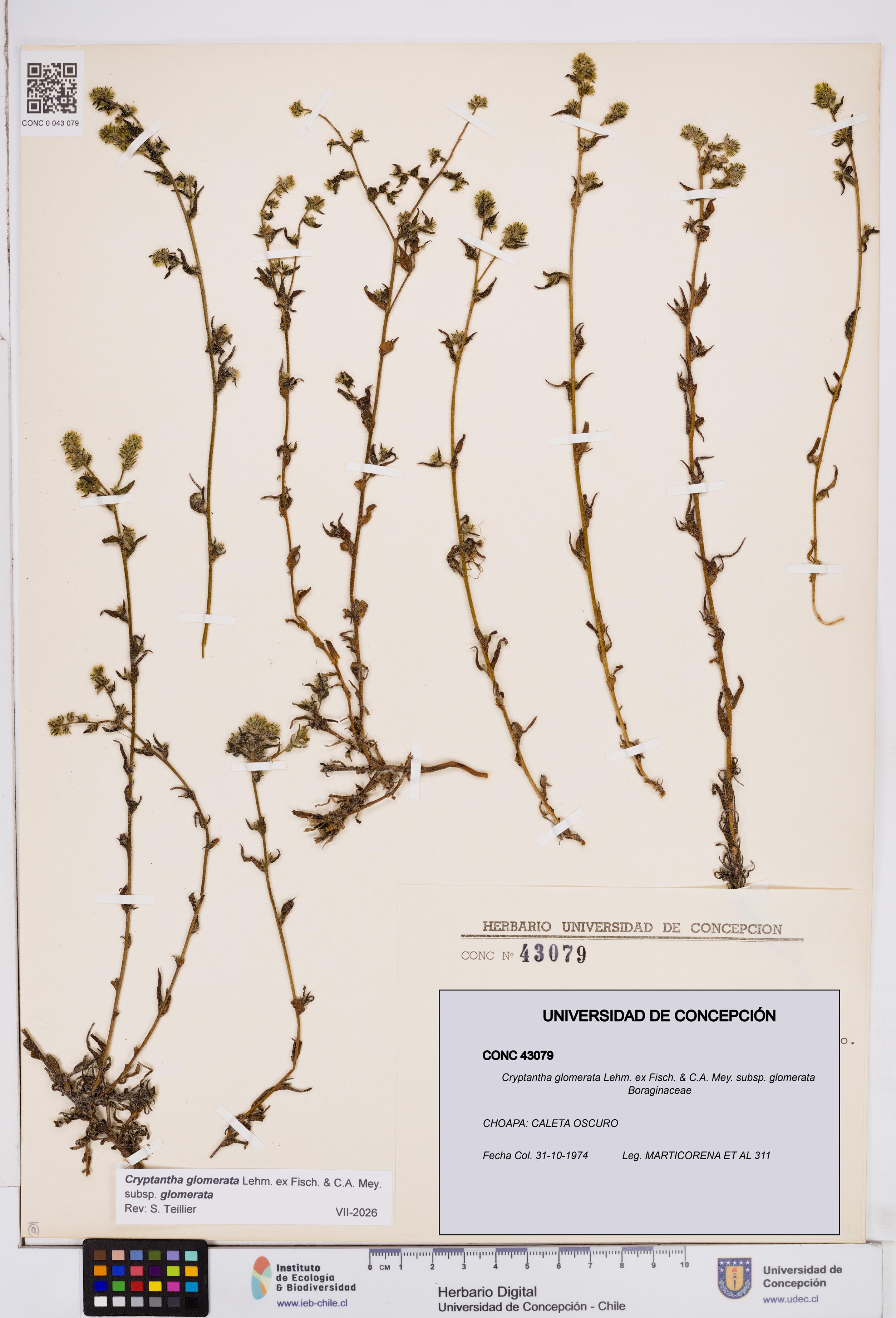 Cryptantha glomerata subsp. glomerata [Espécimen: ]