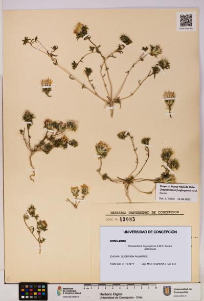 Chaetanthera frayjorgensis [Espécimen: UDEC:CONC:0043085]