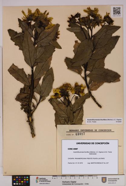 Austroflourensia thurifera [Espécimen: UDEC:CONC:0043087]