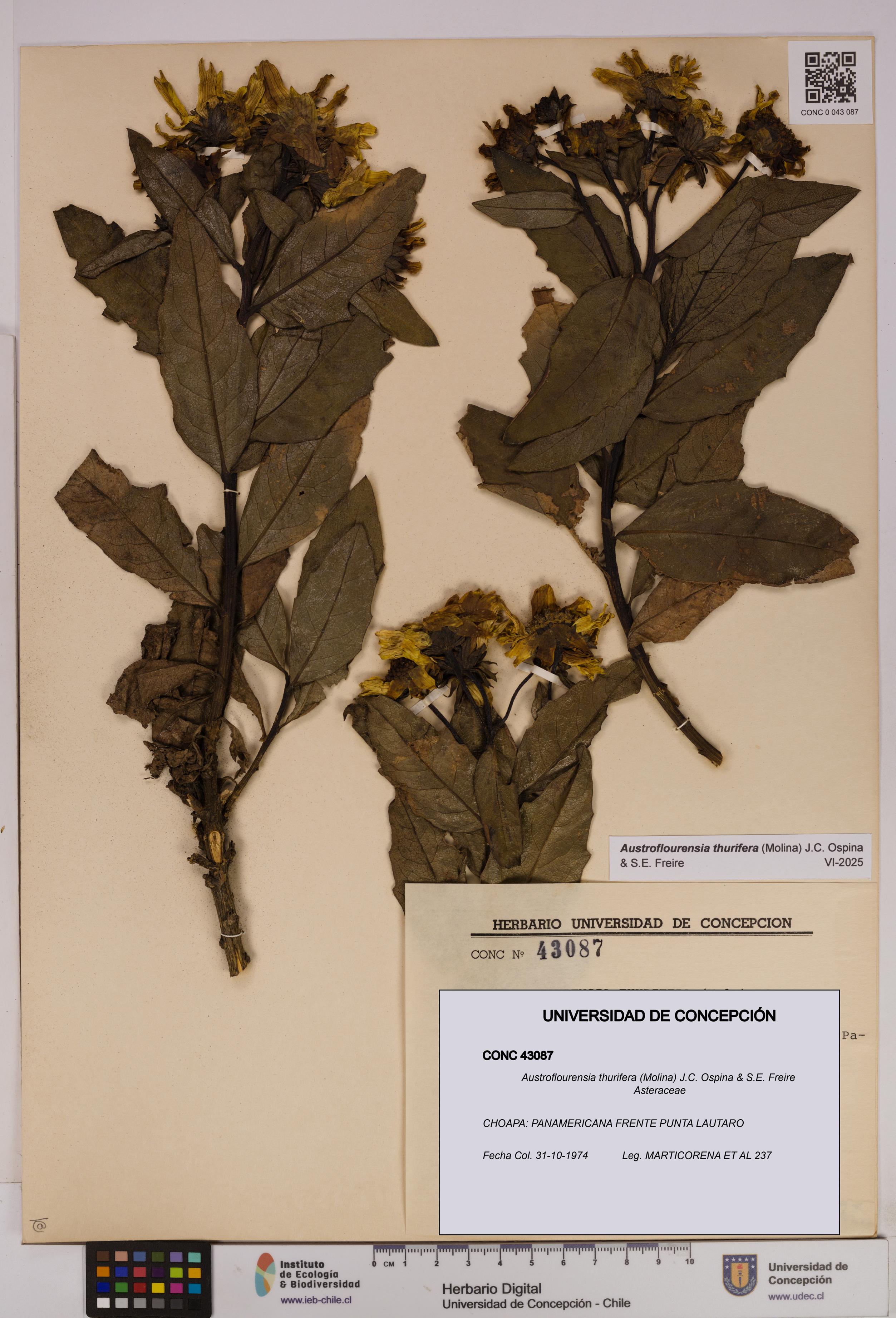 Austroflourensia thurifera [Espécimen: UDEC:CONC:0043087]