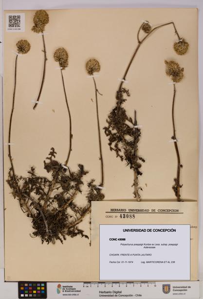 Polyachyrus poeppigii [Espécimen: UDEC:CONC:0043088]