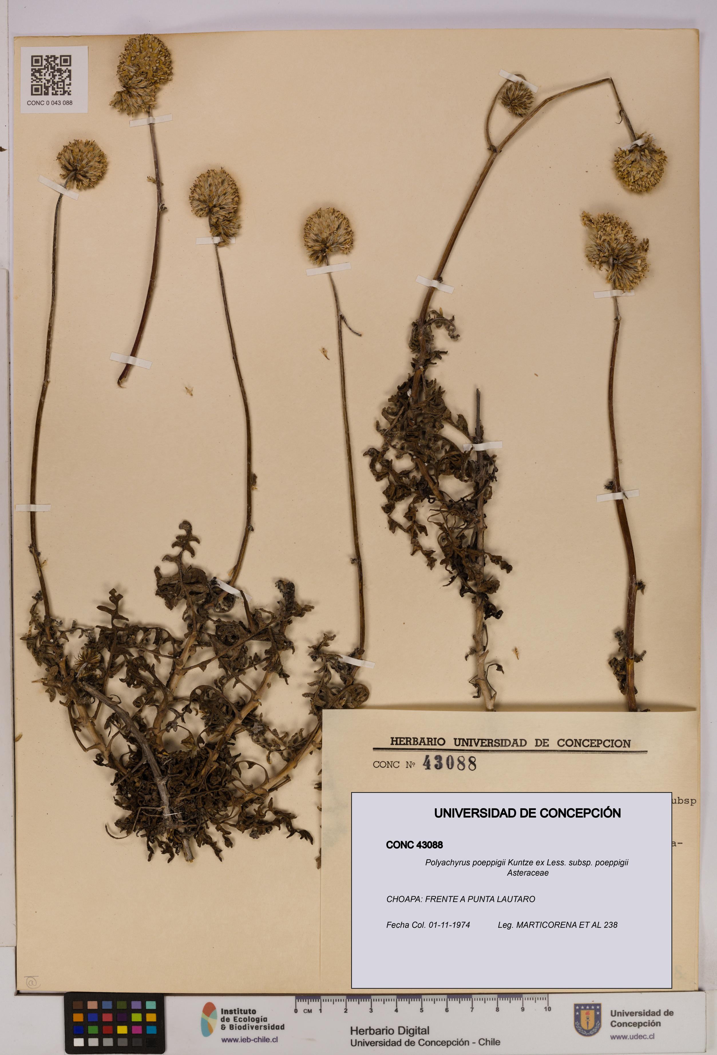 Polyachyrus poeppigii [Espécimen: UDEC:CONC:0043088]
