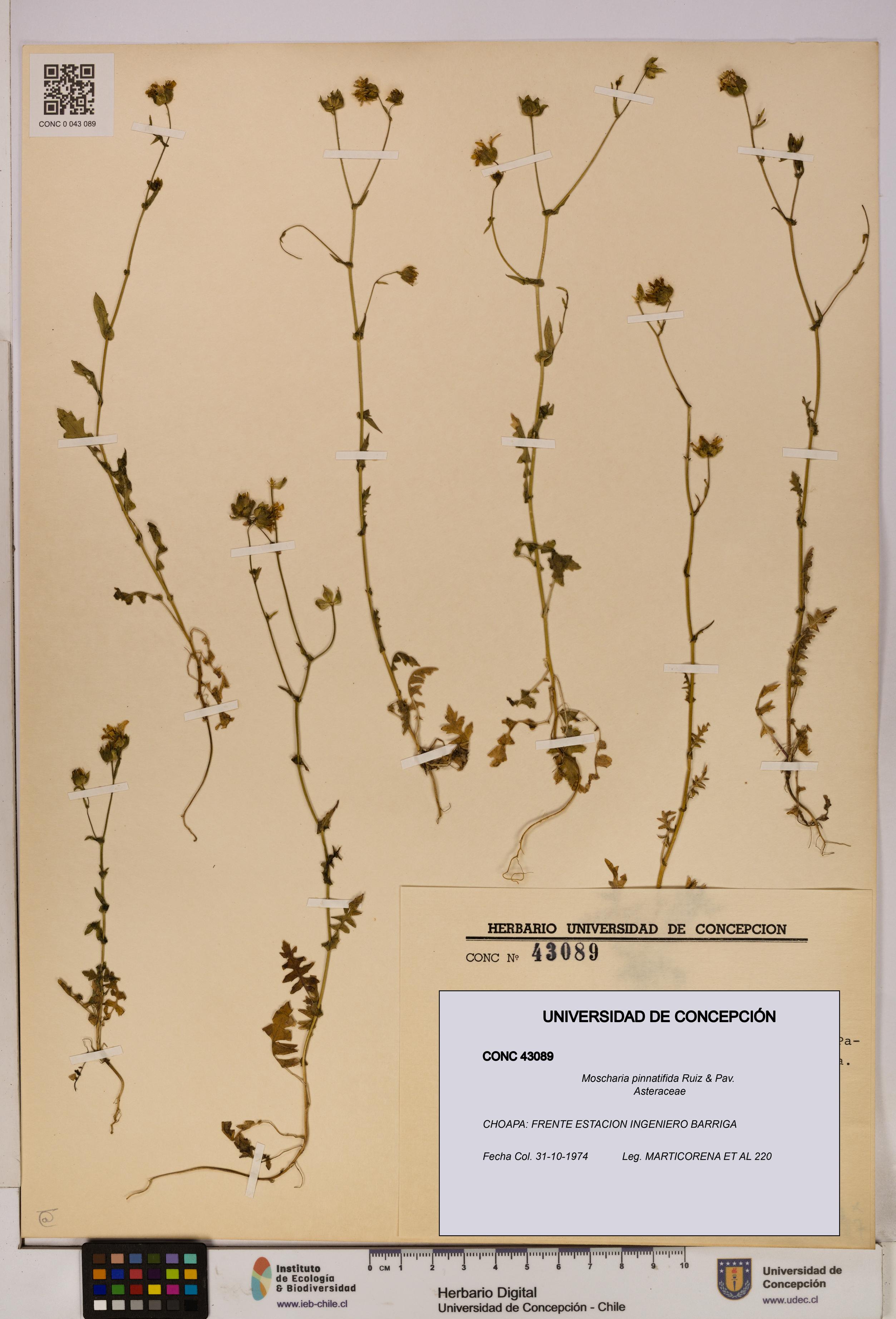 Moscharia pinnatifida [Espécimen: UDEC:CONC:0043089]