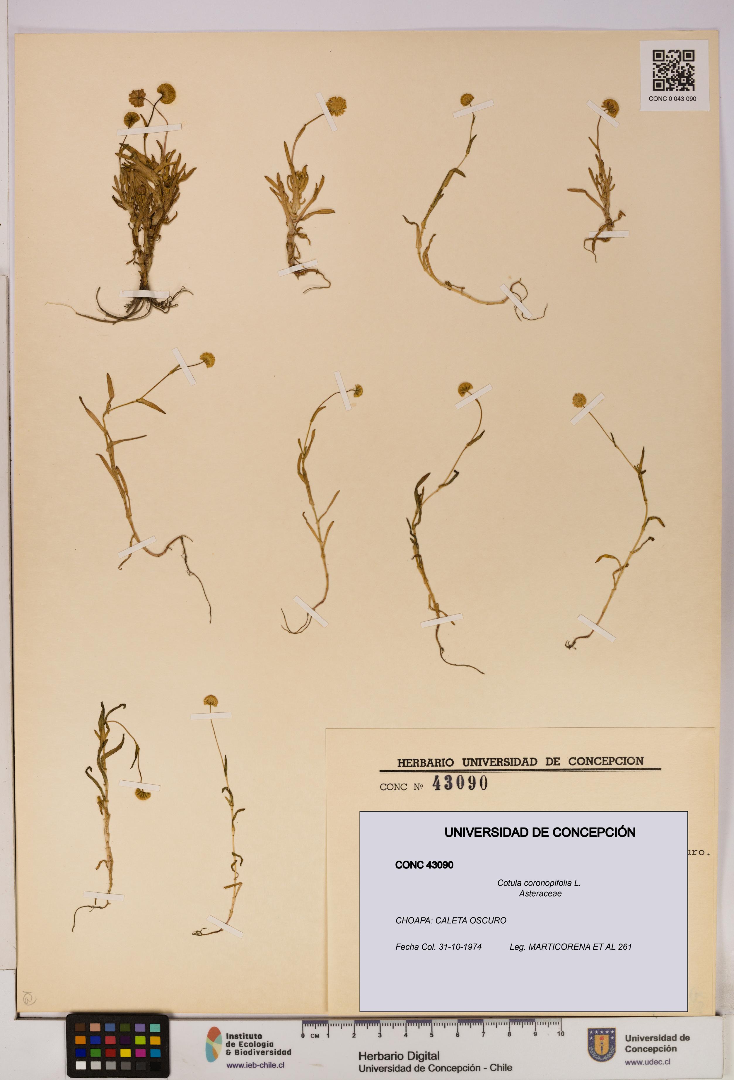 Cotula coronopifolia [Espécimen: UDEC:CONC:0043090]