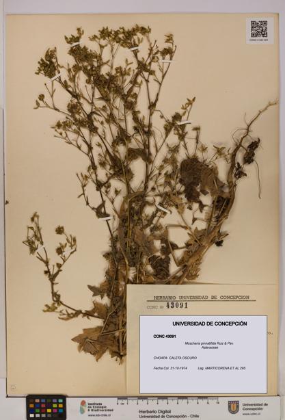 Moscharia pinnatifida [Espécimen: UDEC:CONC:0043091]
