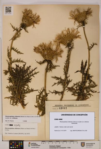 Plectocephalus chilensis [Espécimen: ]