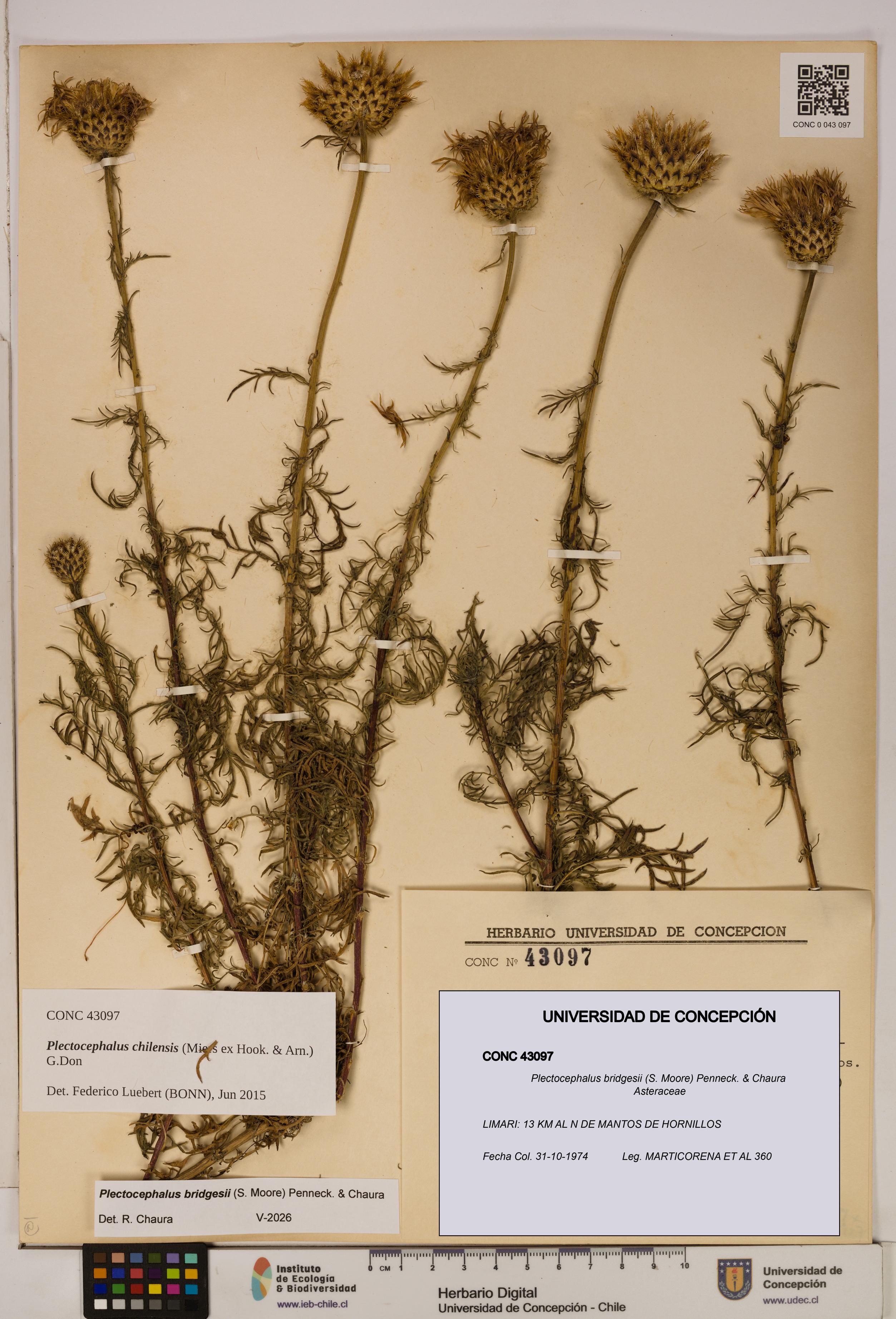 Plectocephalus bridgesii [Espécimen: ]
