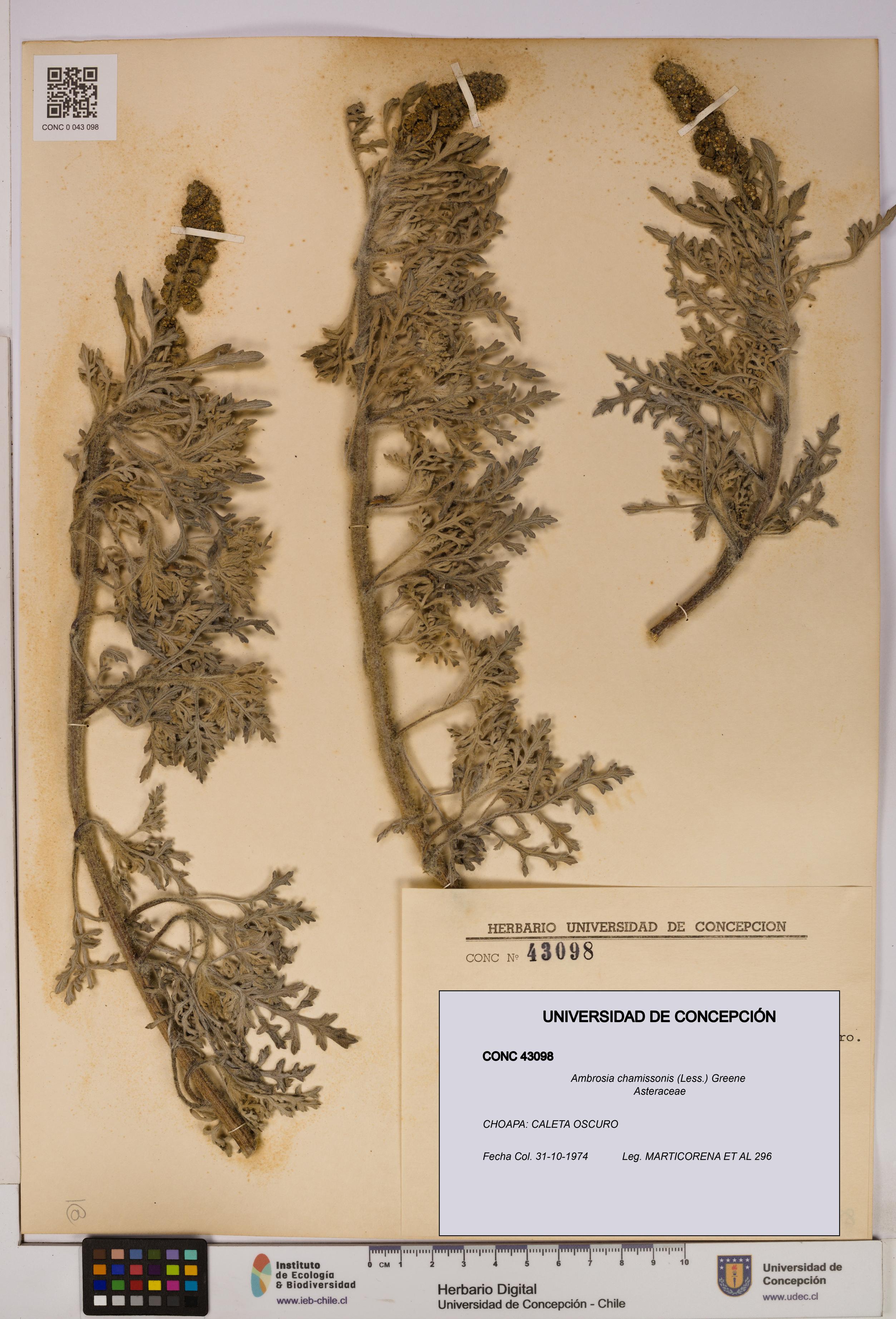 Ambrosia chamissonis [Espécimen: UDEC:CONC:0043098]
