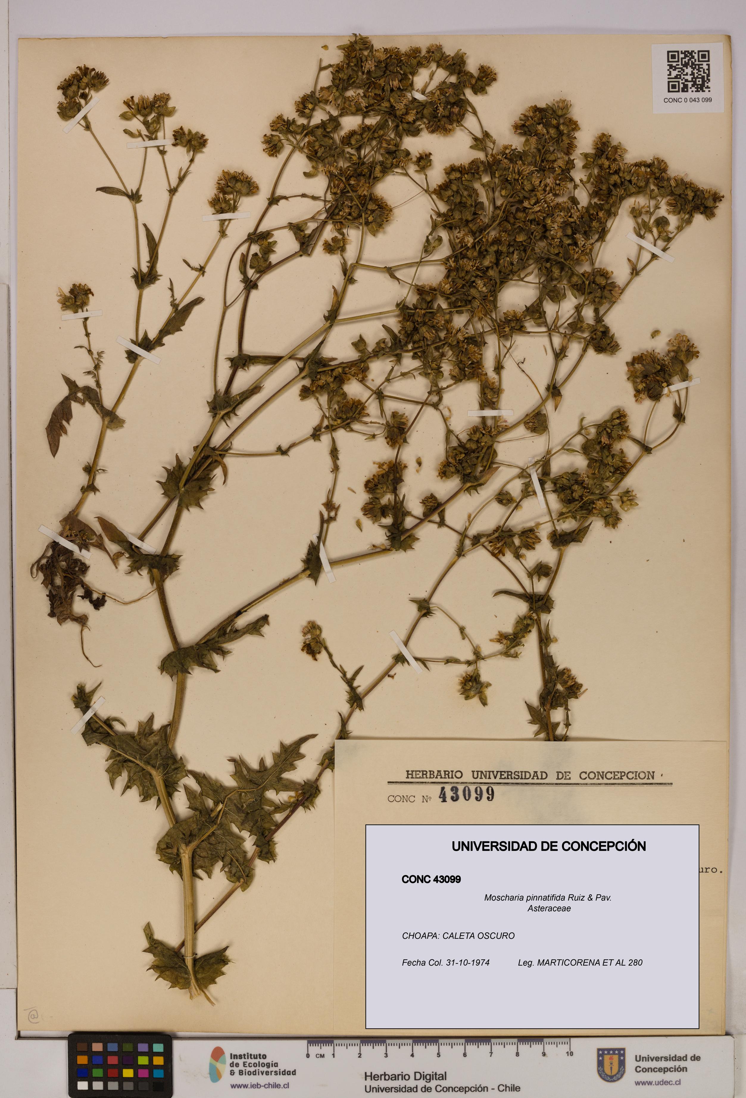 Moscharia pinnatifida [Espécimen: UDEC:CONC:0043099]