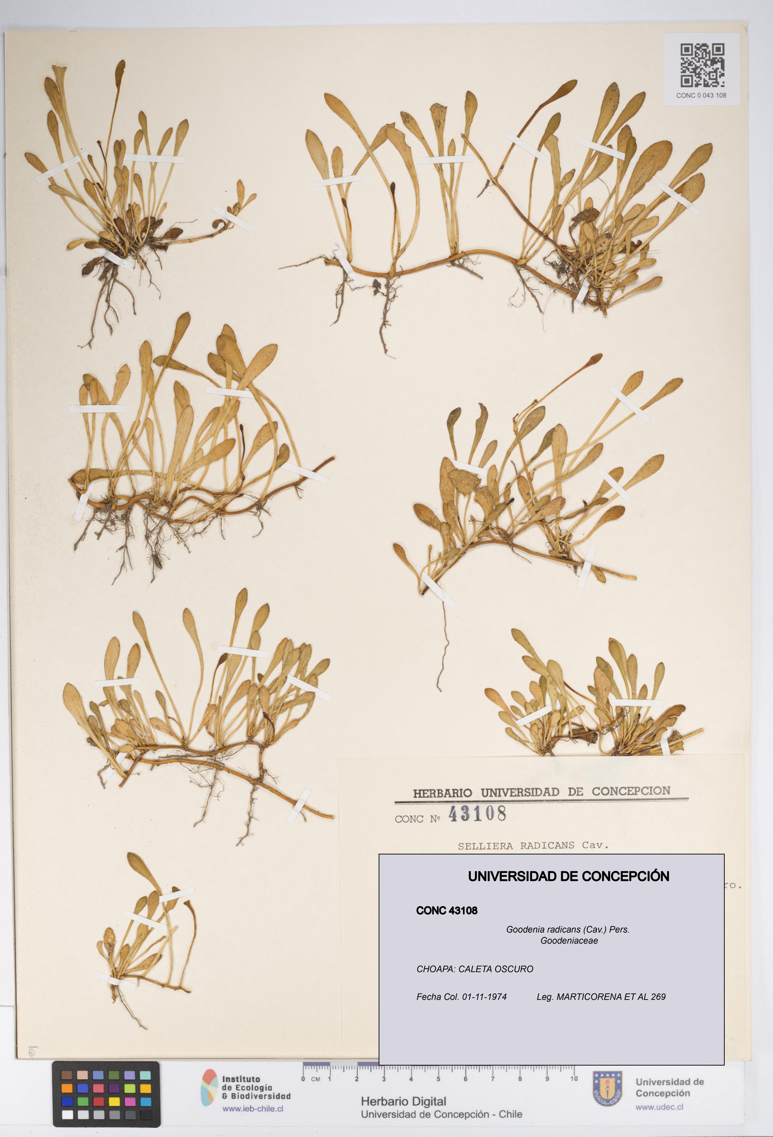 Goodenia radicans [Espécimen: UDEC:CONC:0043108]