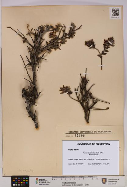 Krameria cistoidea [Espécimen: UDEC:CONC:0043109]