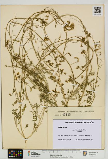 Adesmia reclinata [Espécimen: UDEC:CONC:0043115]