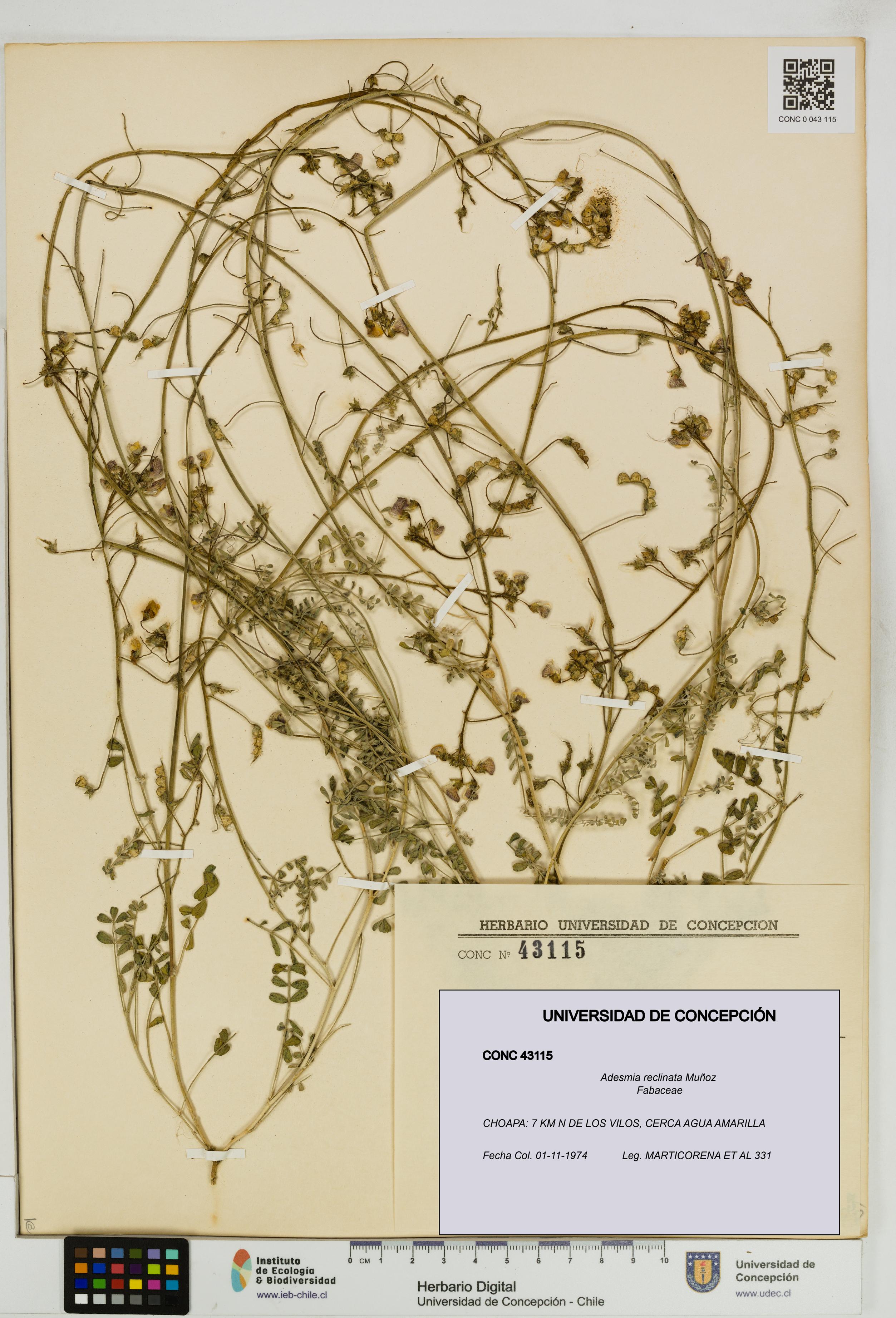 Adesmia reclinata [Espécimen: UDEC:CONC:0043115]
