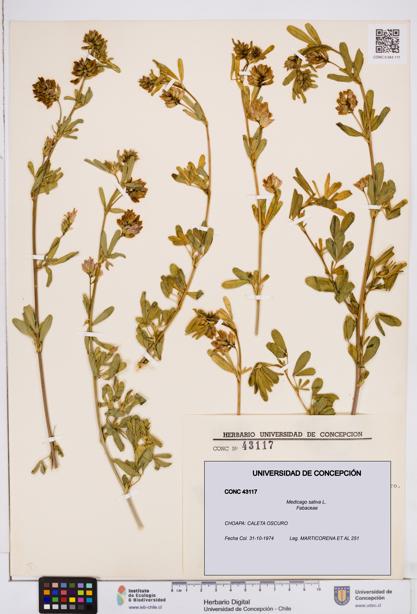 Medicago sativa [Espécimen: ]