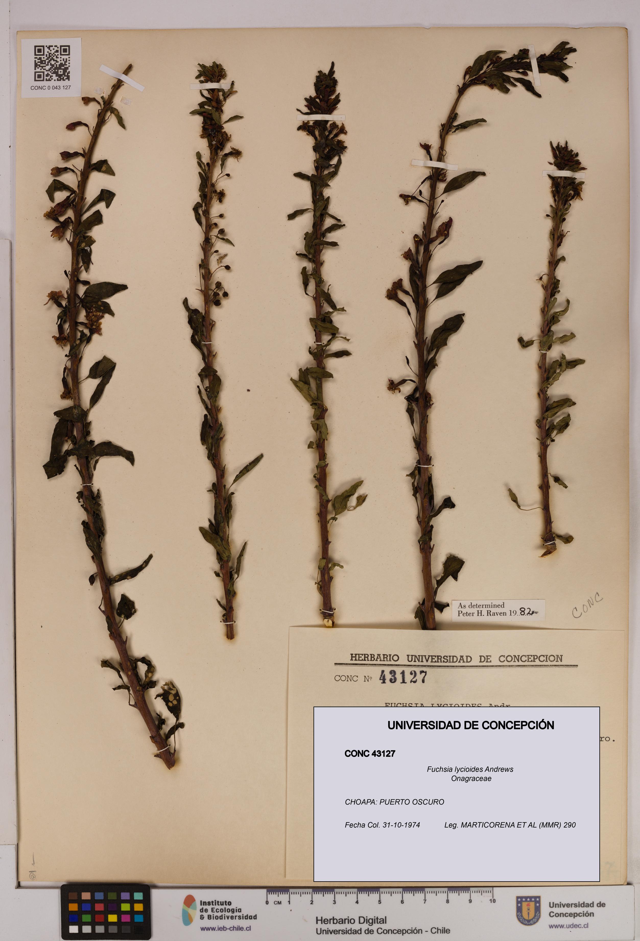 Fuchsia lycioides [Espécimen: UDEC:CONC:0043127]