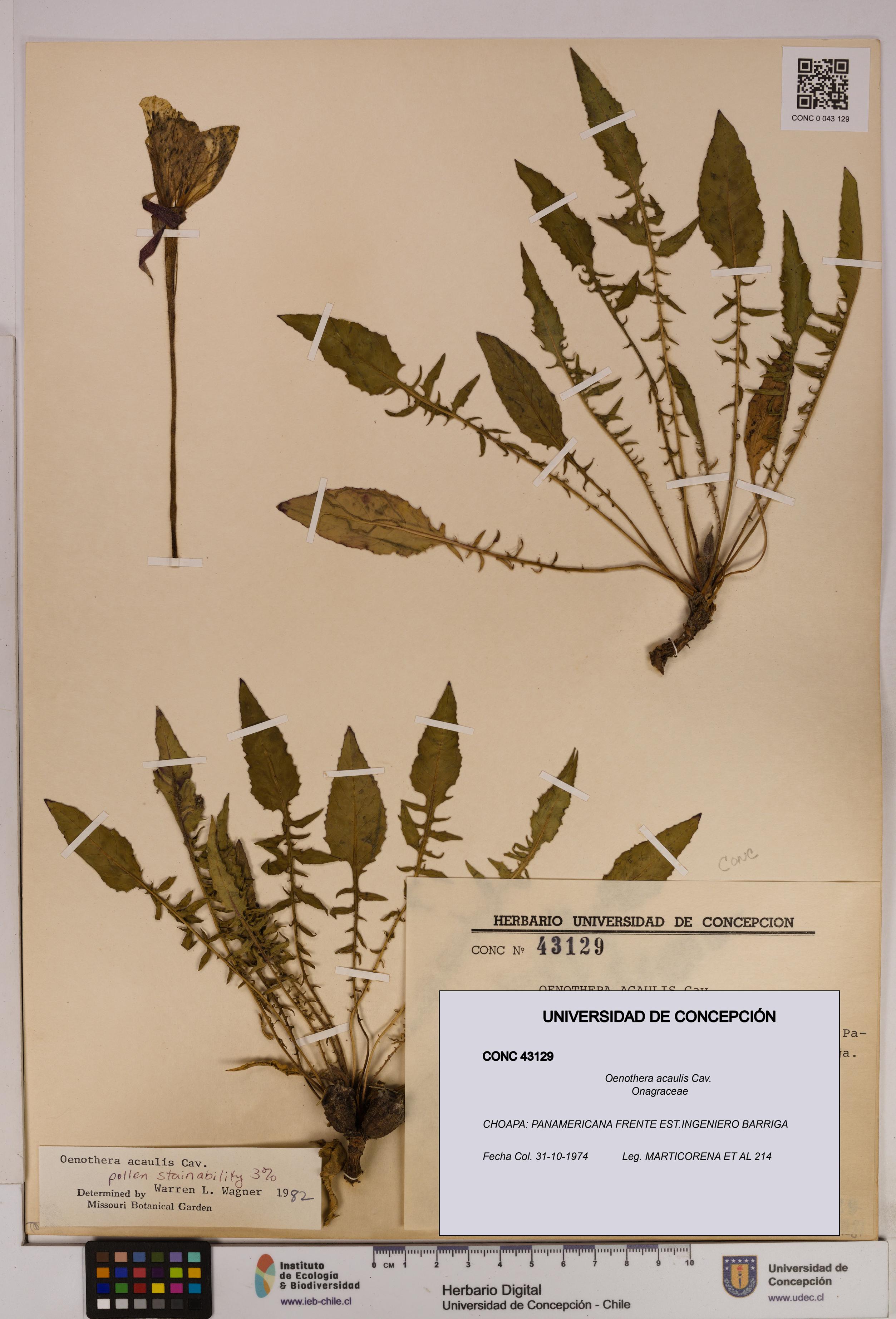 Oenothera acaulis [Espécimen: UDEC:CONC:0043129]