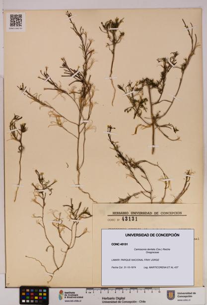 Camissonia dentata [Espécimen: UDEC:CONC:0043131]