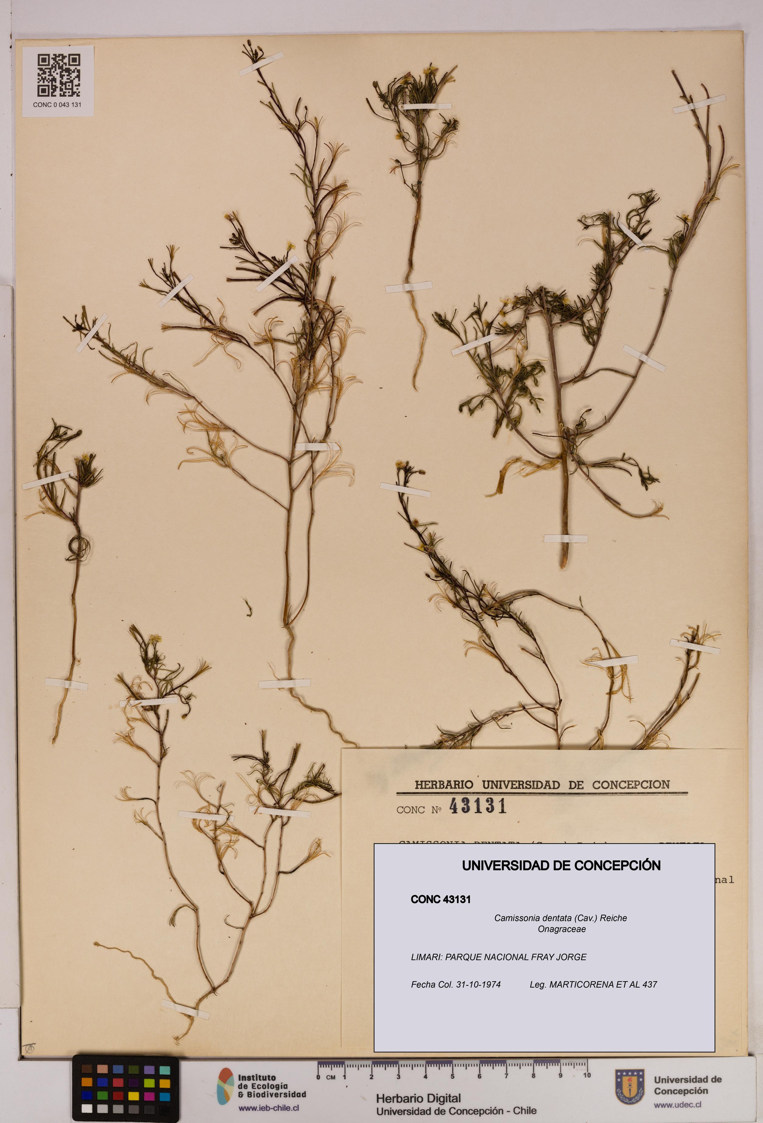 Camissonia dentata [Espécimen: UDEC:CONC:0043131]