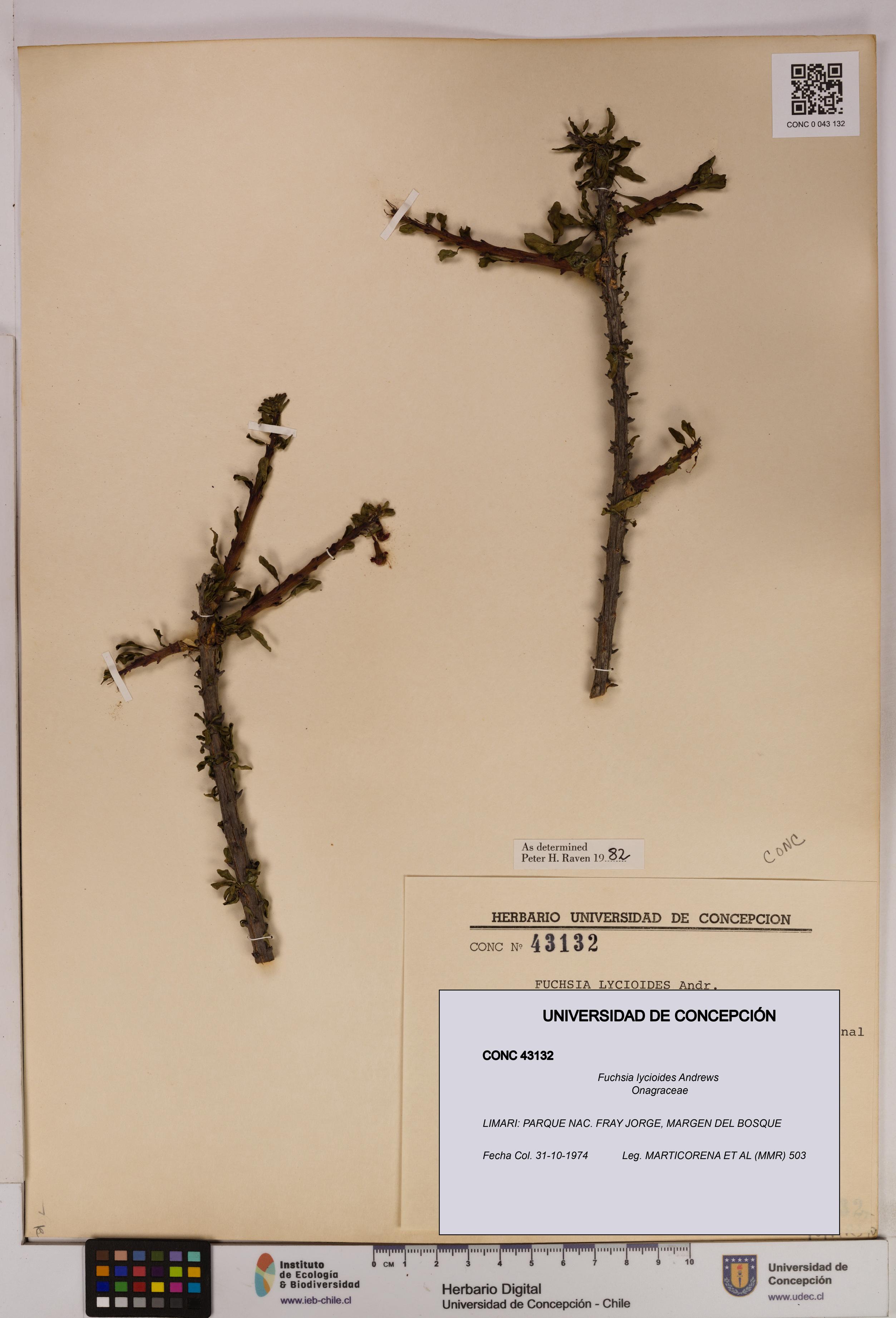 Fuchsia lycioides [Espécimen: UDEC:CONC:0043132]