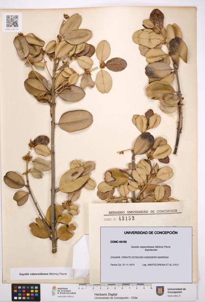 Gayella valparadisaea [Espécimen: UDEC:CONC:0043153]