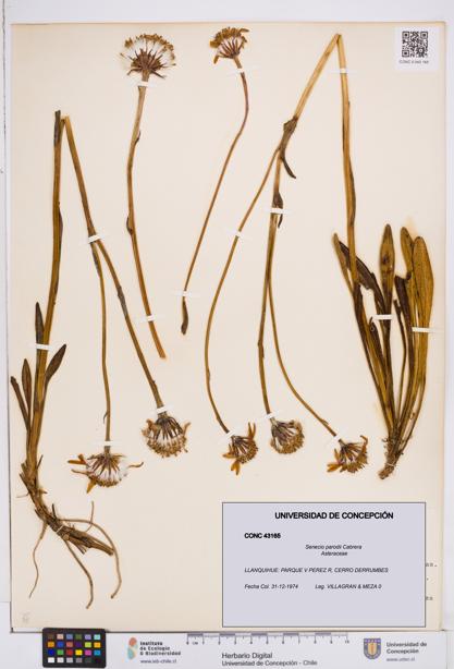 Senecio parodii [Espécimen: ]