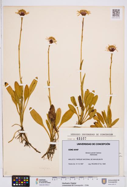 Senecio parodii [Espécimen: ]