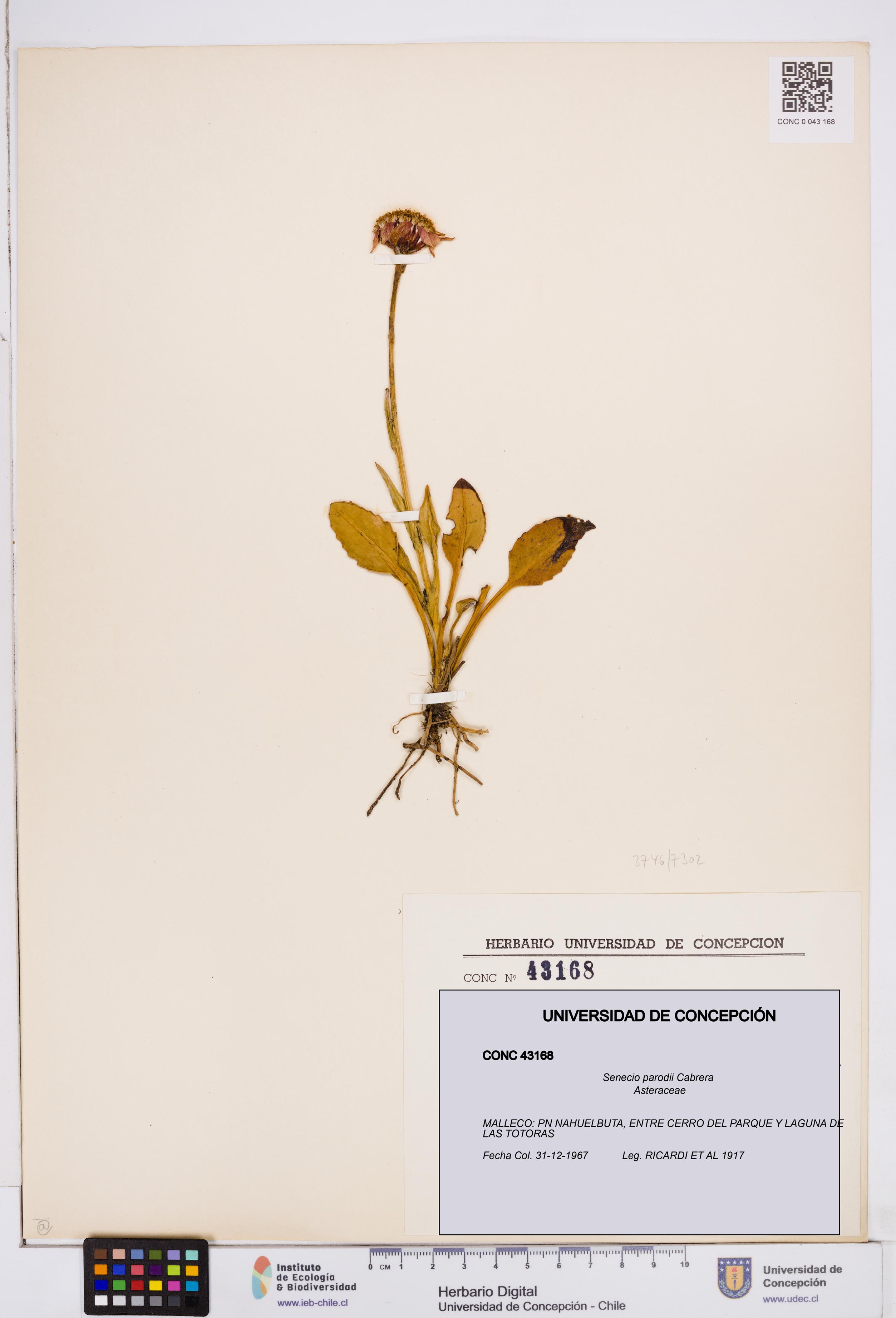 Senecio parodii [Espécimen: ]