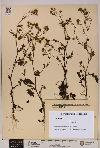 Moscharia solbrigii [Espécimen: UDEC:CONC:0043171]