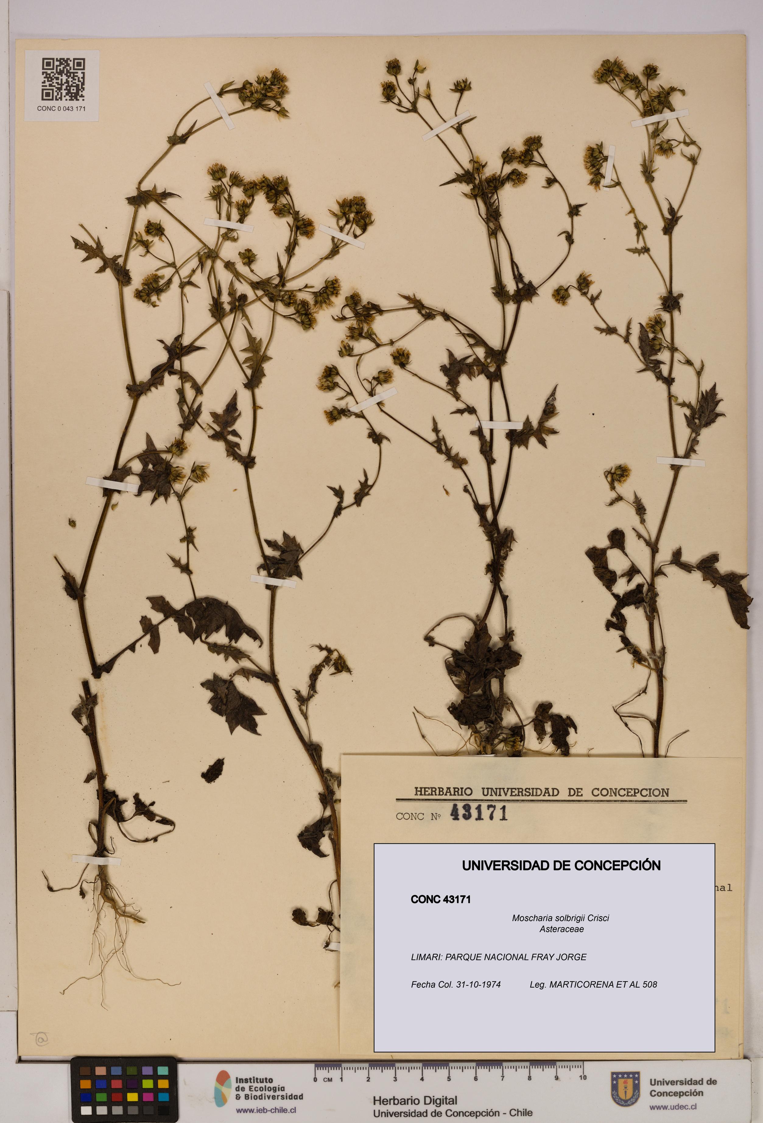Moscharia solbrigii [Espécimen: UDEC:CONC:0043171]