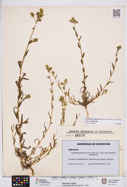 Cryptantha glomerata subsp. glomerata [Espécimen: ]