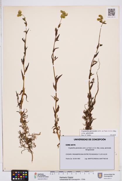 Cryptantha glomerata subsp. glomerata [Espécimen: ]