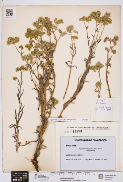 Cryptantha macrocalyx [Espécimen: ]