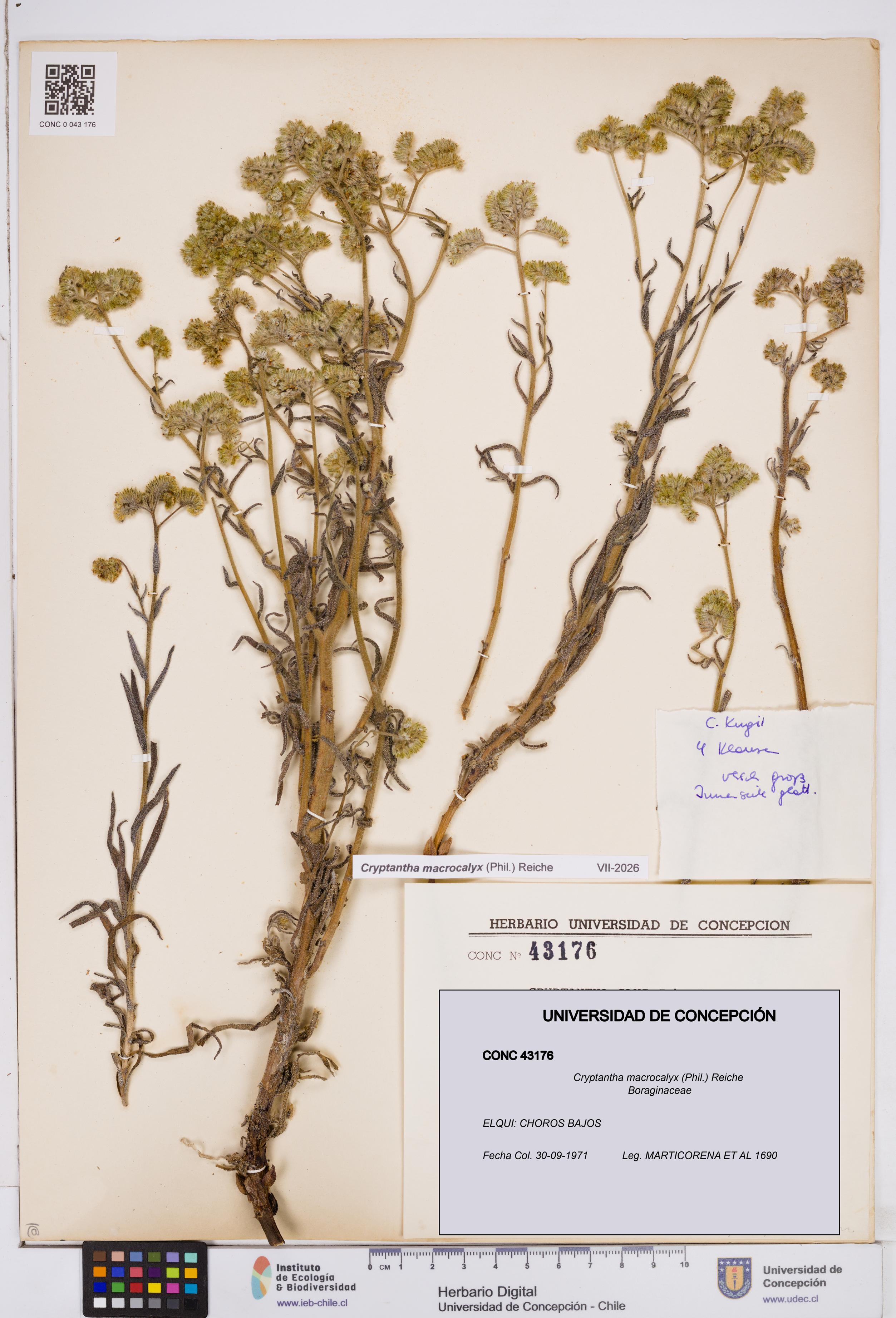 Cryptantha macrocalyx [Espécimen: ]