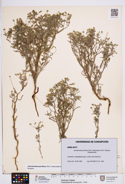 Johnstonella parviflora [Espécimen: ]