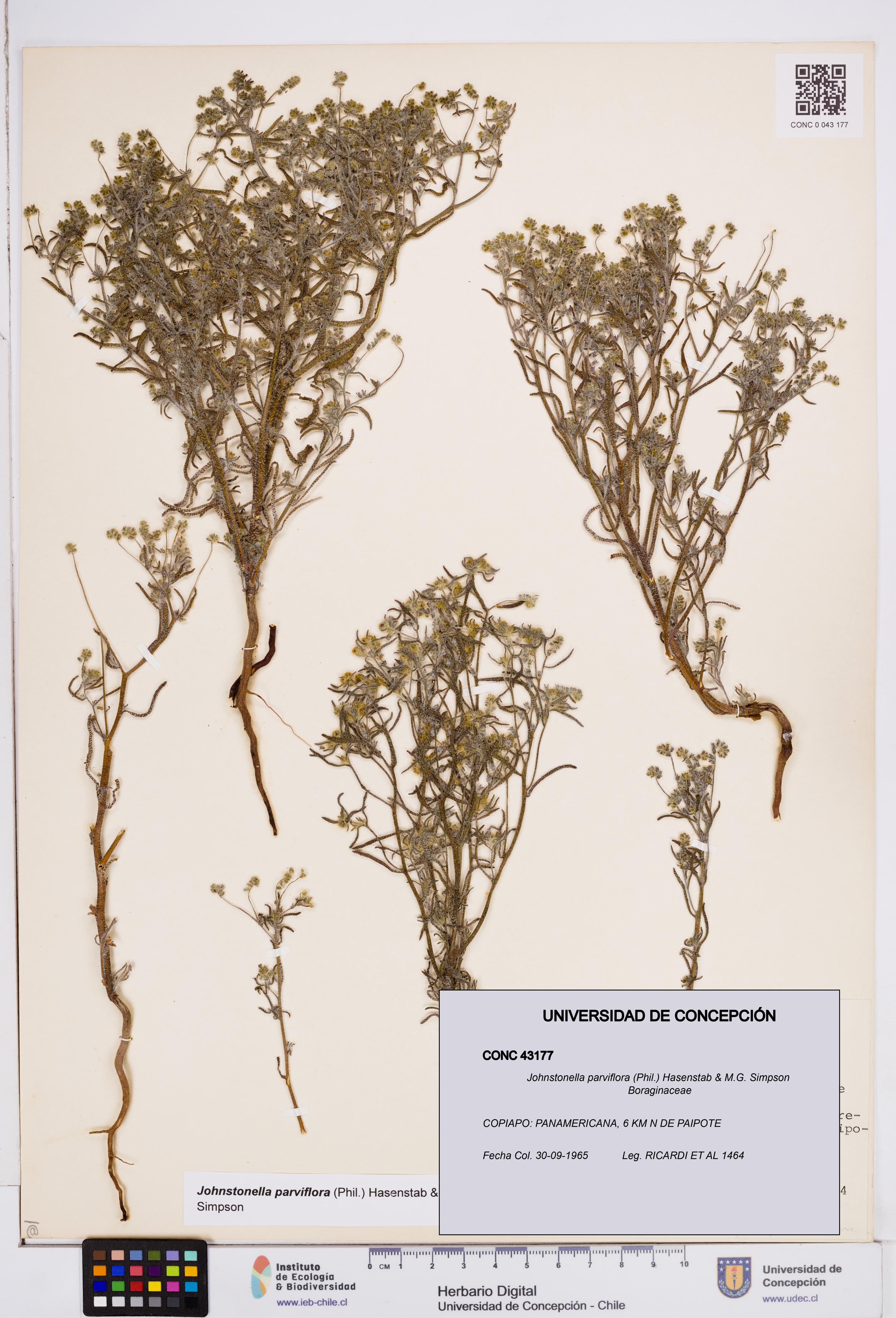 Johnstonella parviflora [Espécimen: ]
