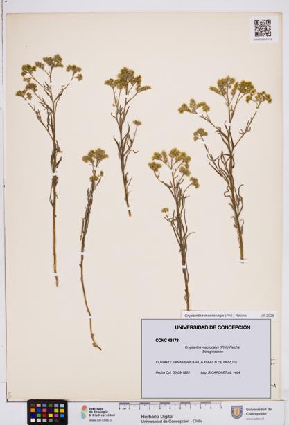 Cryptantha macrocalyx [Espécimen: ]