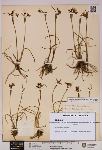 Olsynium junceum subsp. depauperatum [Espécimen: UDEC:CONC:0043190]