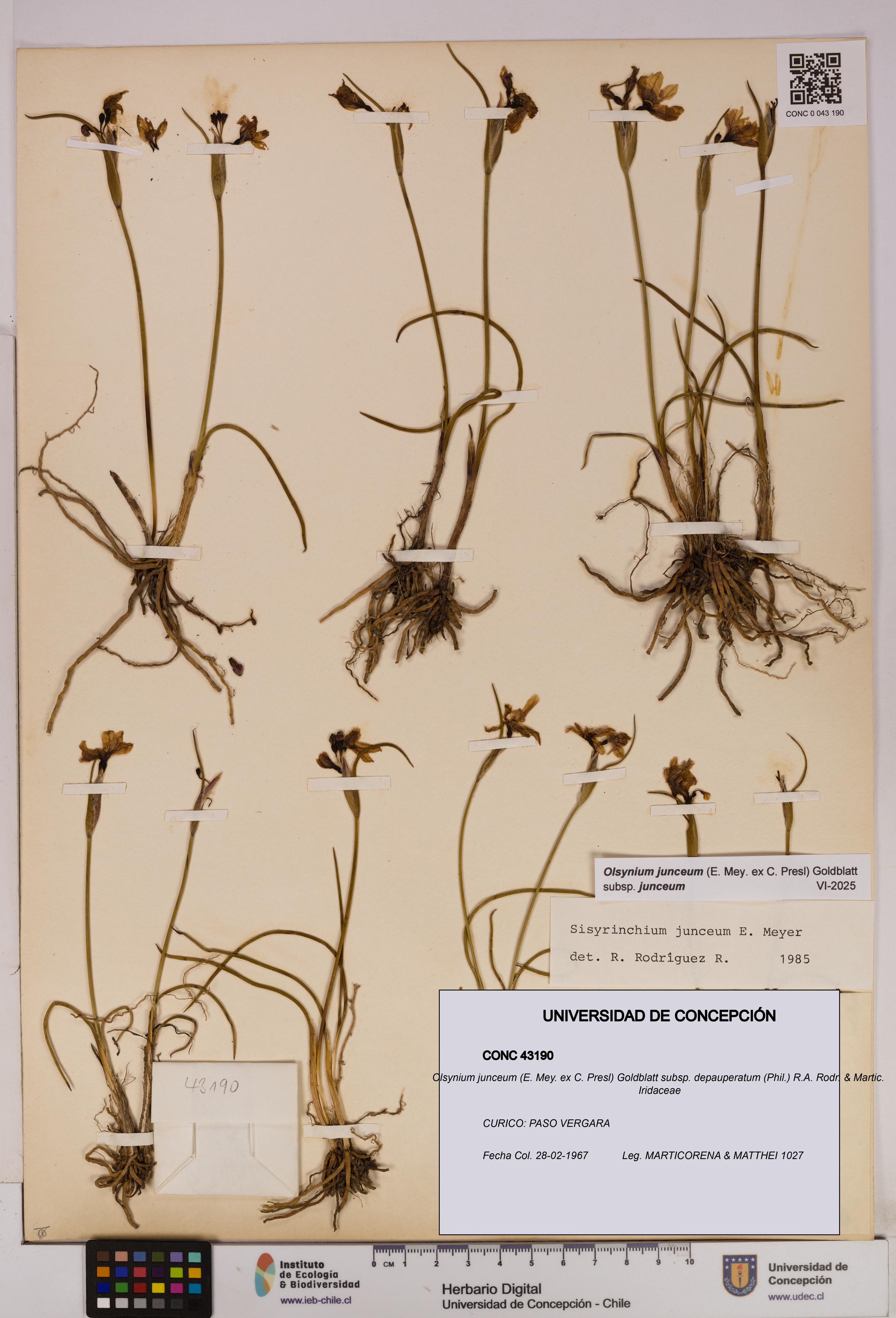 Olsynium junceum subsp. depauperatum [Espécimen: UDEC:CONC:0043190]