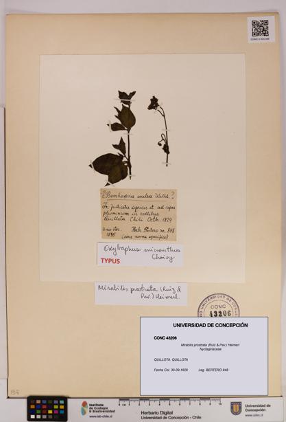 Mirabilis prostrata [Espécimen: UDEC:CONC:0043206]