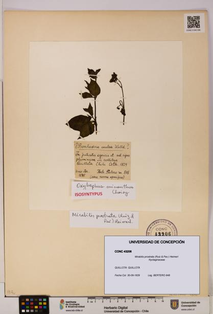 Mirabilis prostrata [Espécimen: UDEC:CONC:0043206]