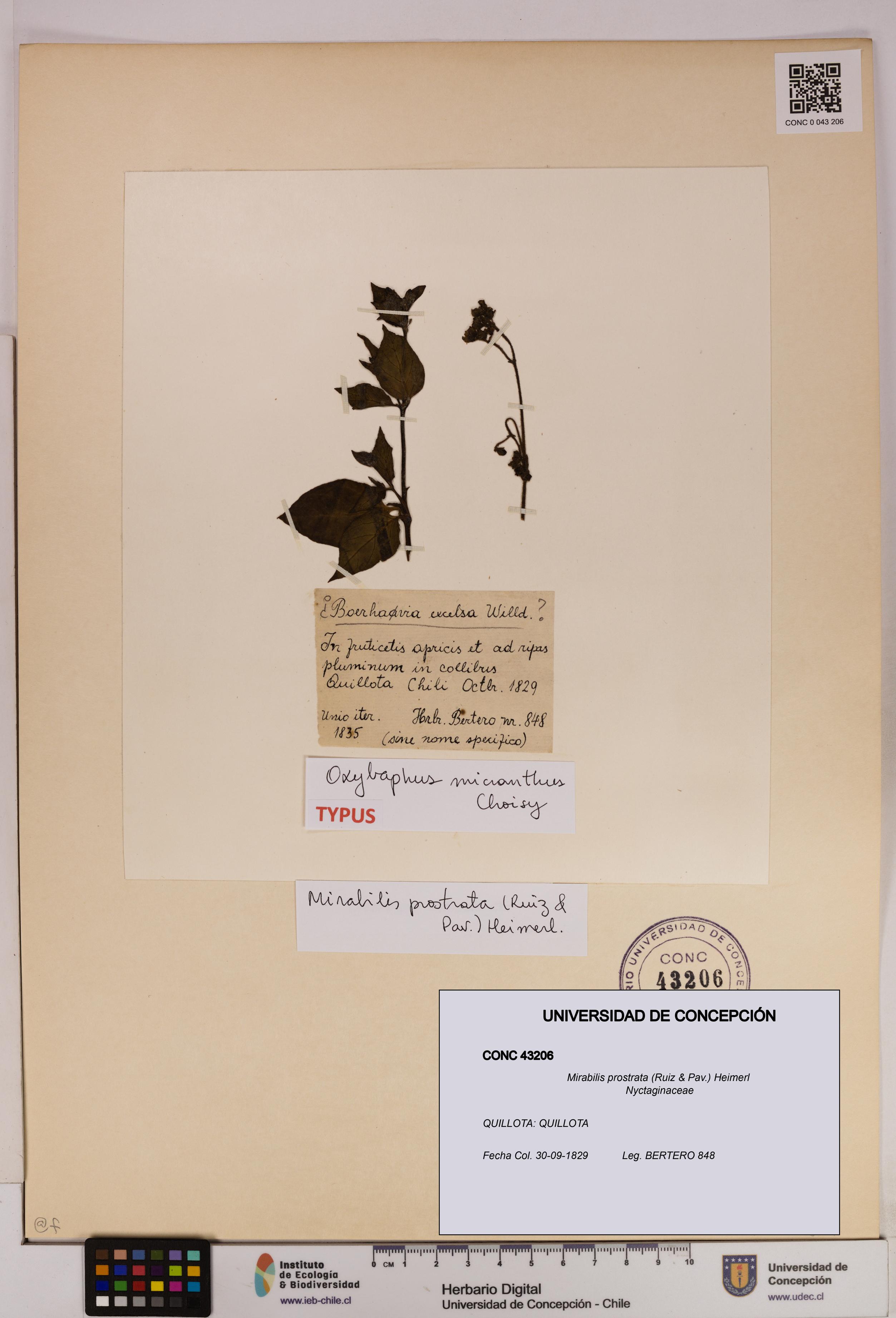 Mirabilis prostrata [Espécimen: UDEC:CONC:0043206]