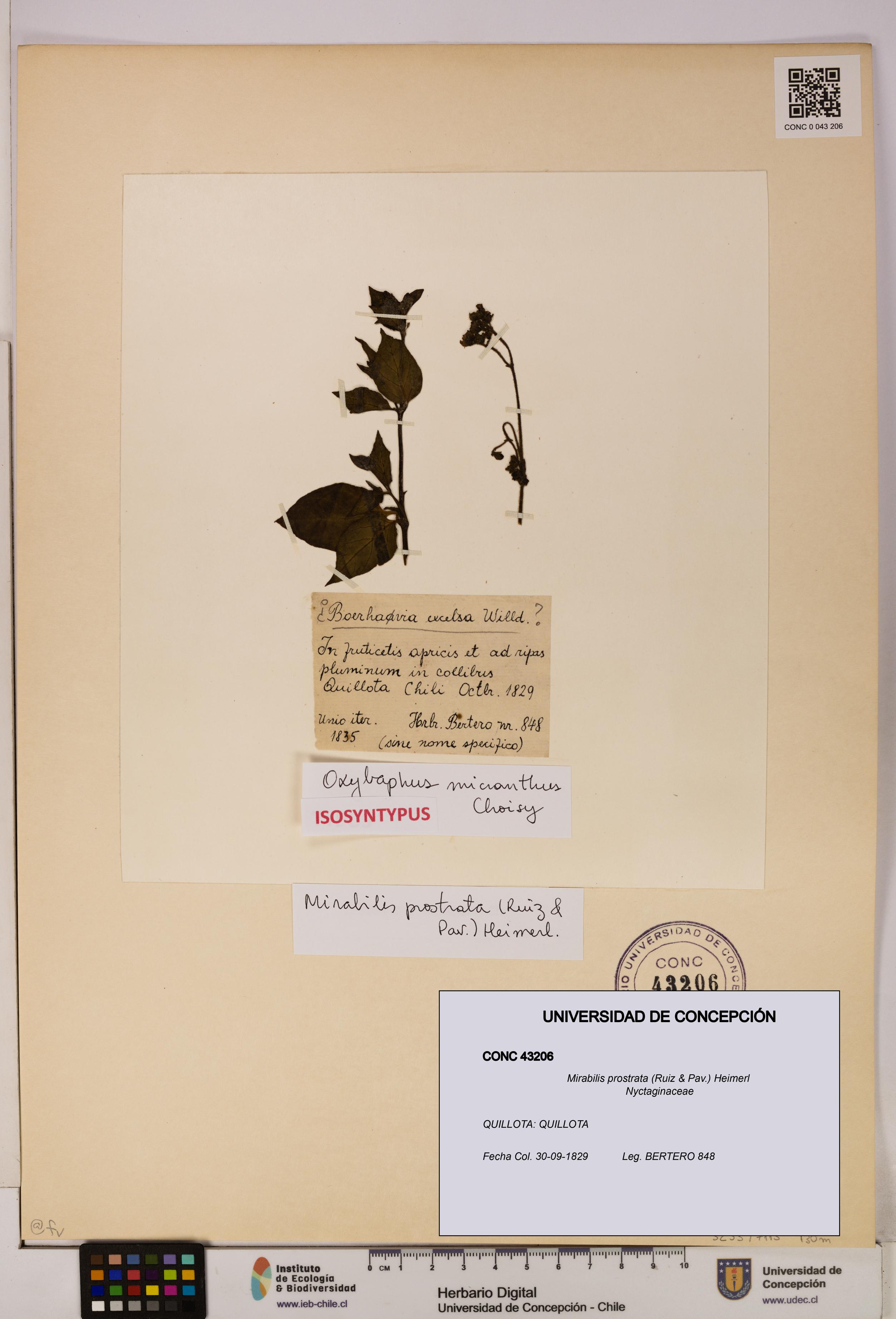 Mirabilis prostrata [Espécimen: UDEC:CONC:0043206]
