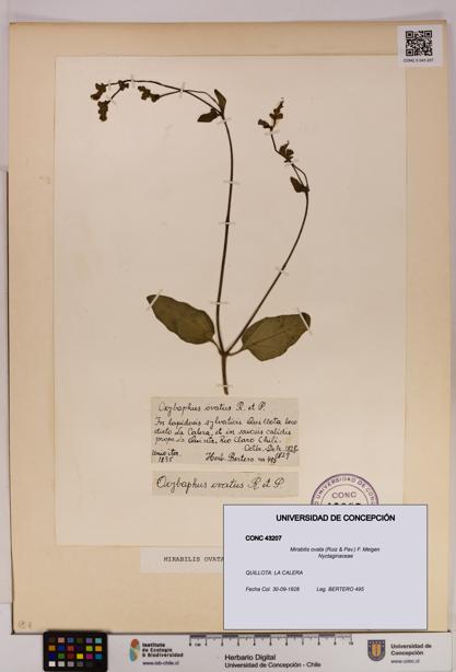 Mirabilis ovata [Espécimen: UDEC:CONC:0043207]