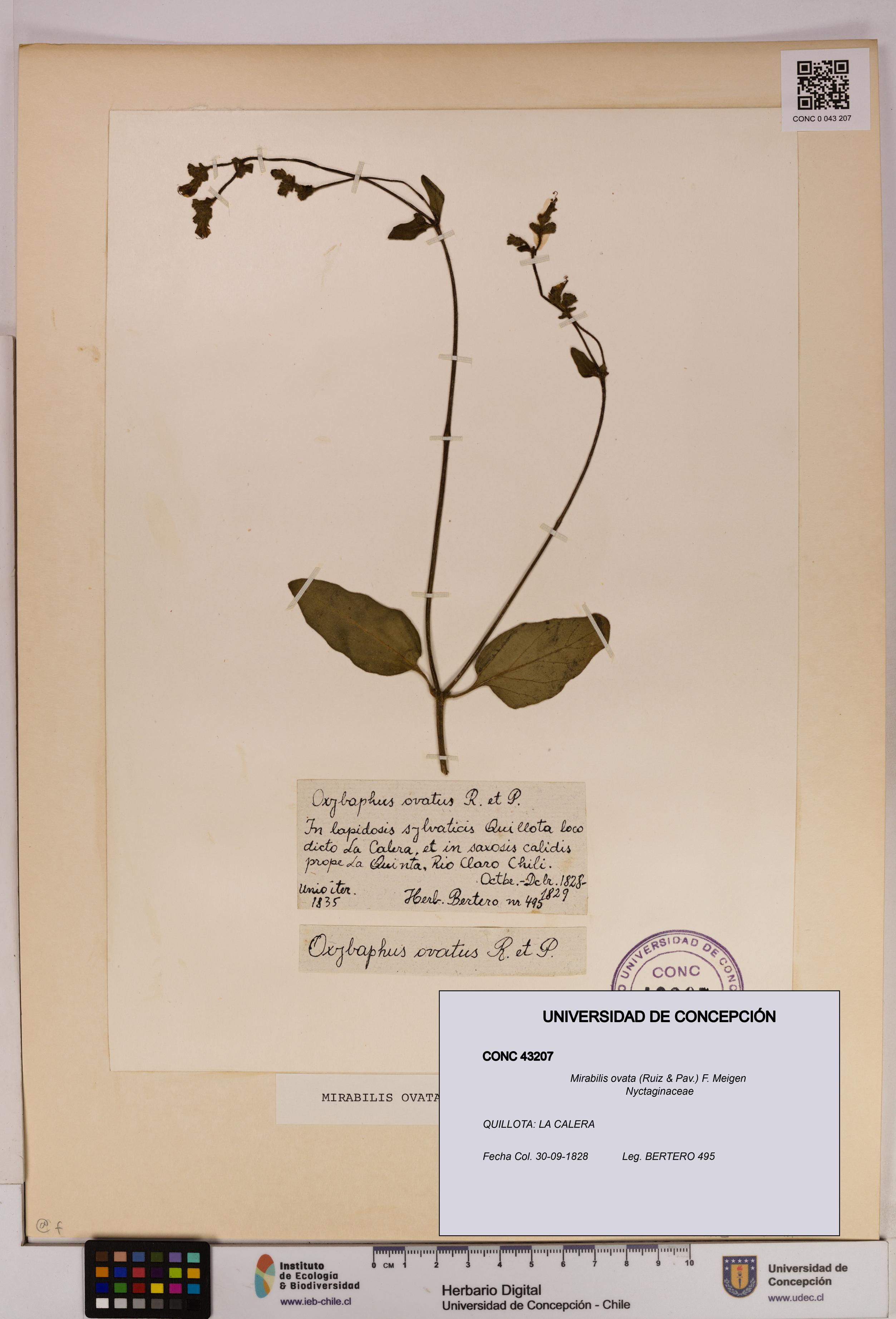 Mirabilis ovata [Espécimen: UDEC:CONC:0043207]